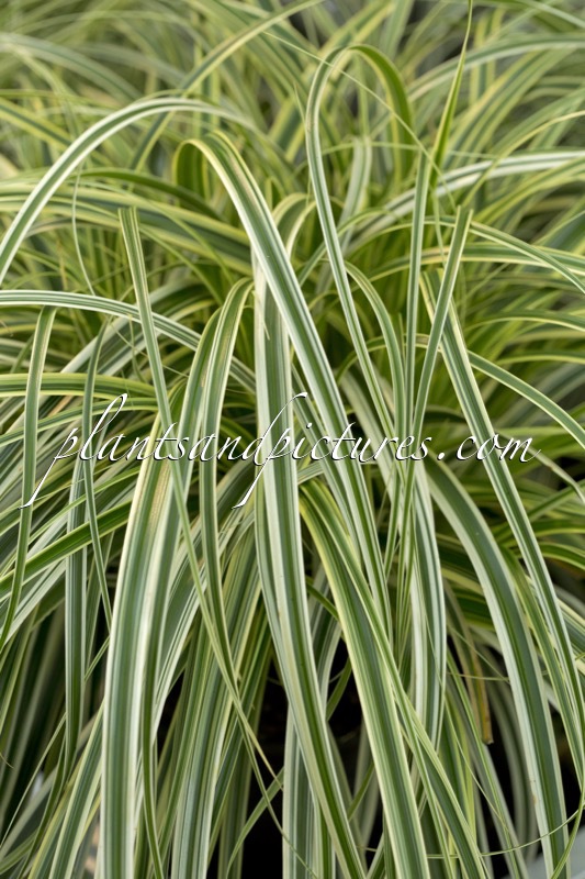 Carex ‘Feather Falls’