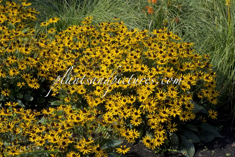 Rudbeckia fulgida ‘Little Goldstar’