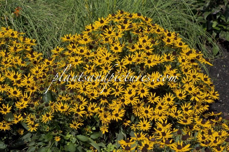 Rudbeckia fulgida ‘Little Goldstar’