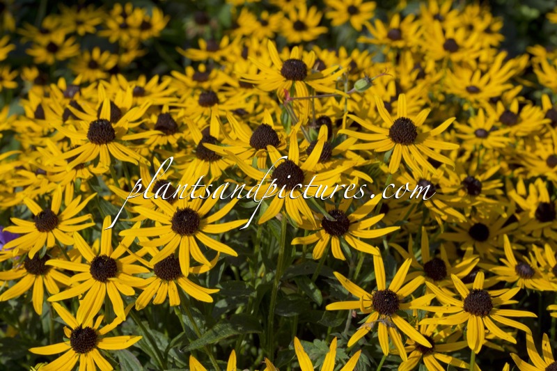 Rudbeckia fulgida ‘Little Goldstar’