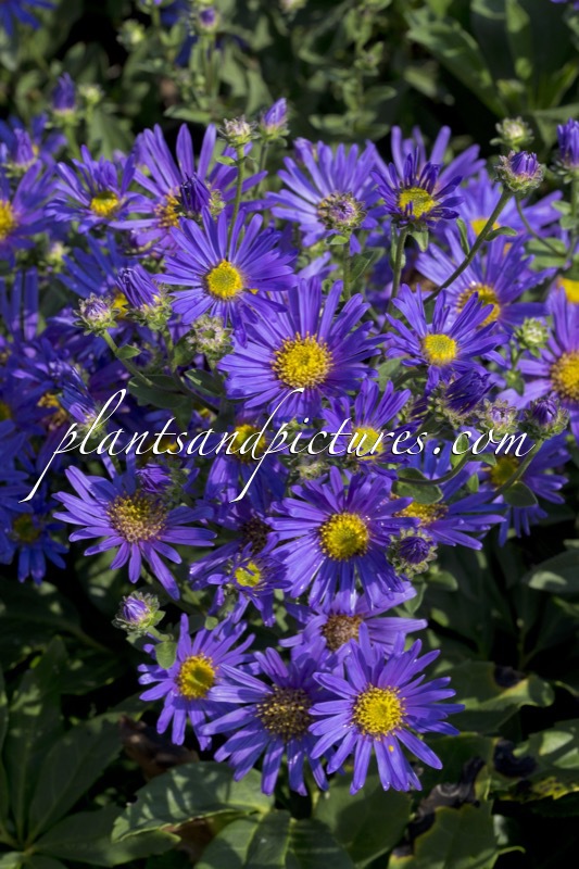 Aster amellus ‘Blue King’
