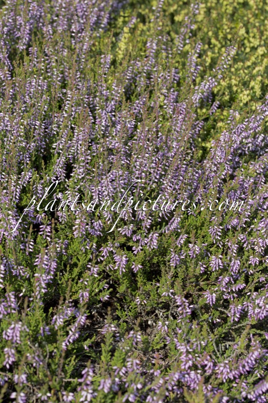 Calluna vulgaris ‘Underwoodii’