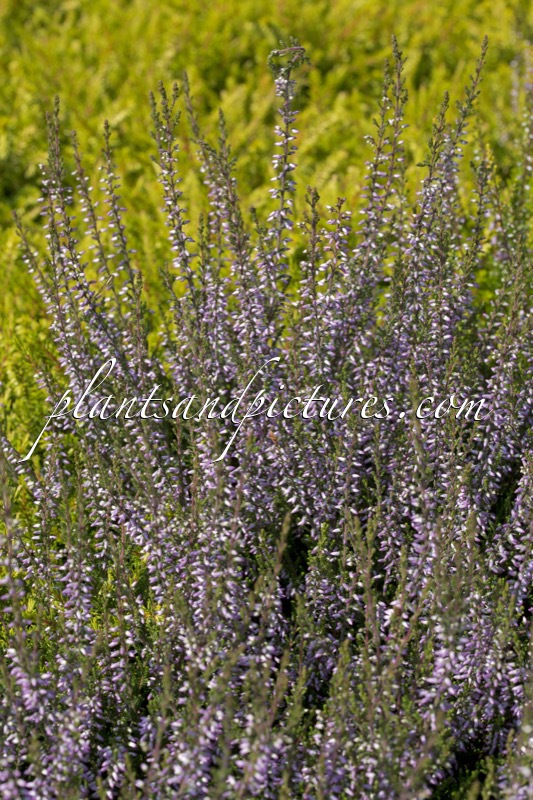 Calluna vulgaris ‘Underwoodii’