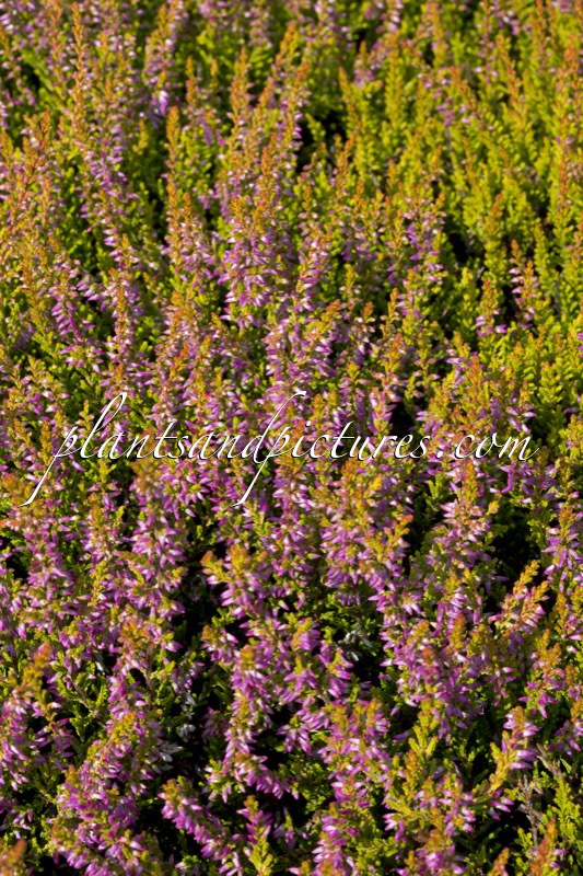 Calluna vulgaris ‘Bonita’