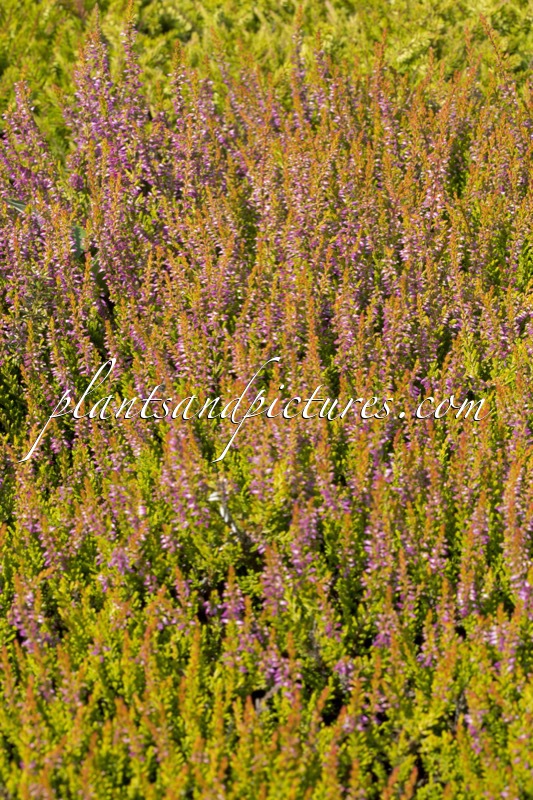 Calluna vulgaris ‘Bonita’