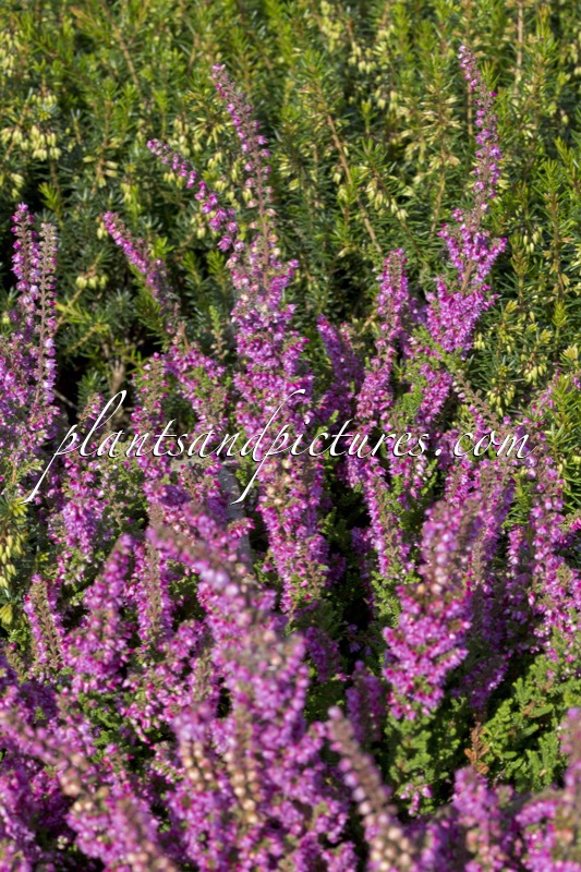 Calluna vulgaris ‘Roma’
