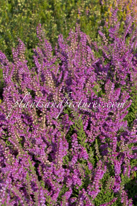 Calluna vulgaris ‘Roma’