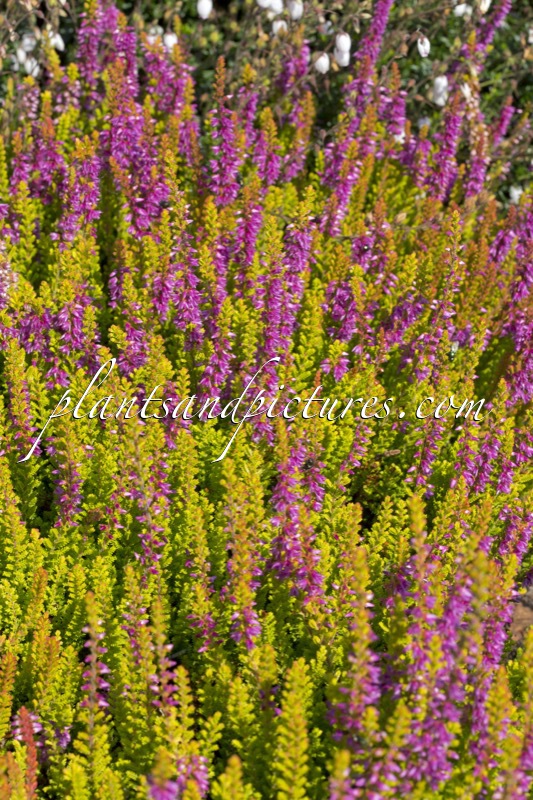 Calluna vulgaris ‘Firefly’
