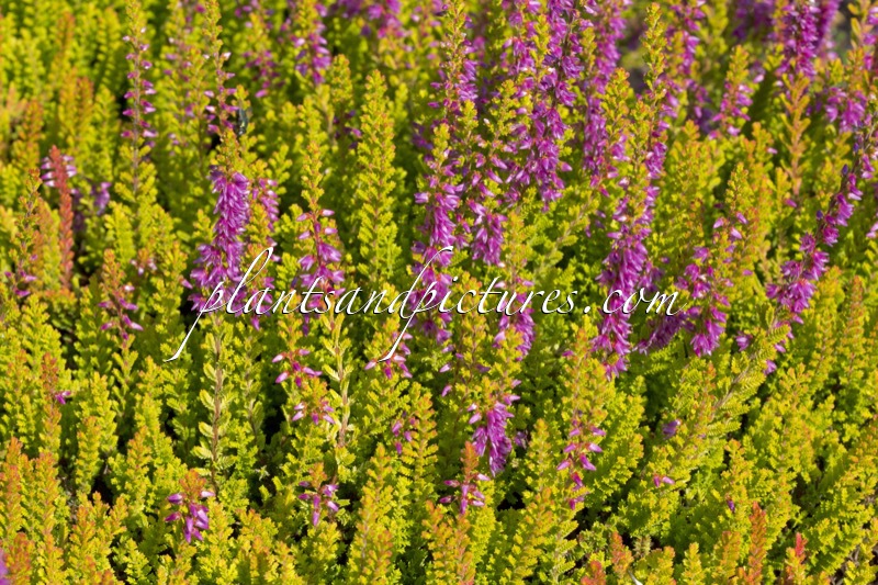 Calluna vulgaris ‘Firefly’