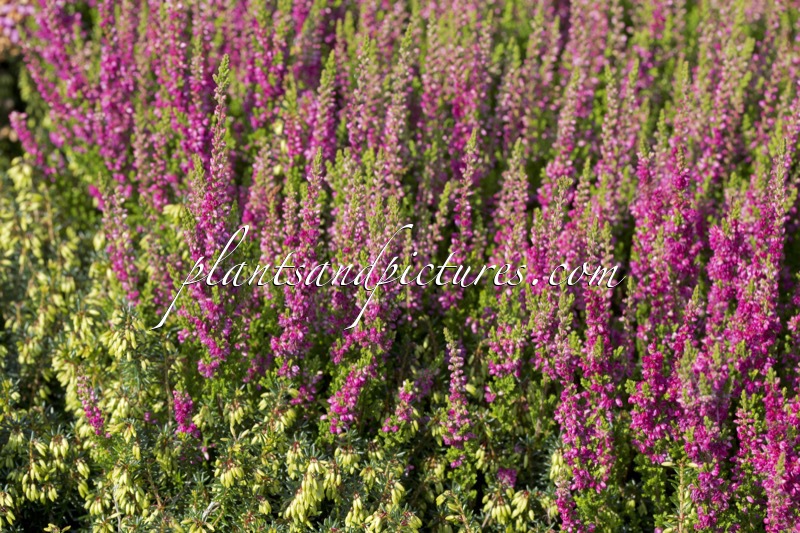 Calluna vulgaris ‘Dark Beauty’