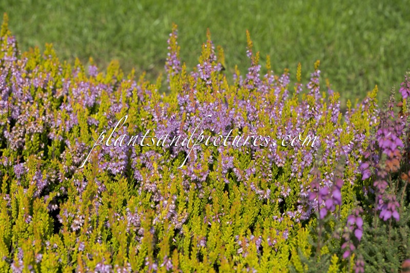 Calluna vulgaris ‘Winter Chocolate’