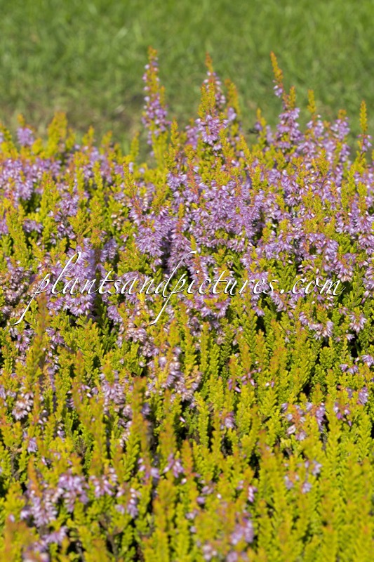 Calluna vulgaris ‘Winter Chocolate’