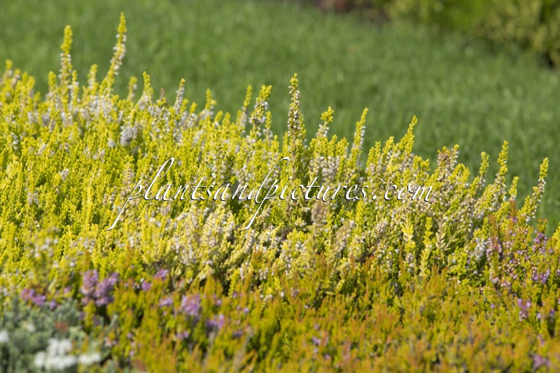Calluna vulgaris ‘Aphrodite’