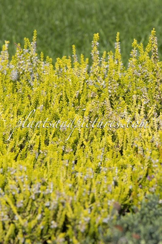 Calluna vulgaris ‘Aphrodite’