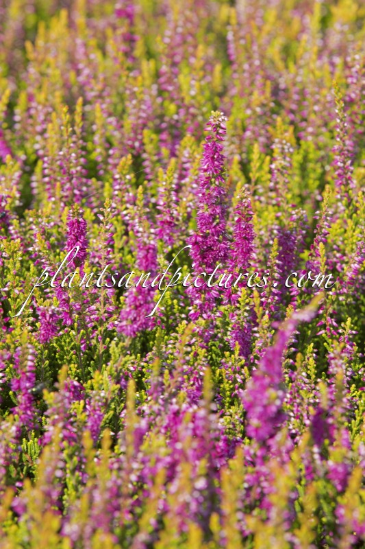 Calluna vulgaris ‘Gold Spronk’