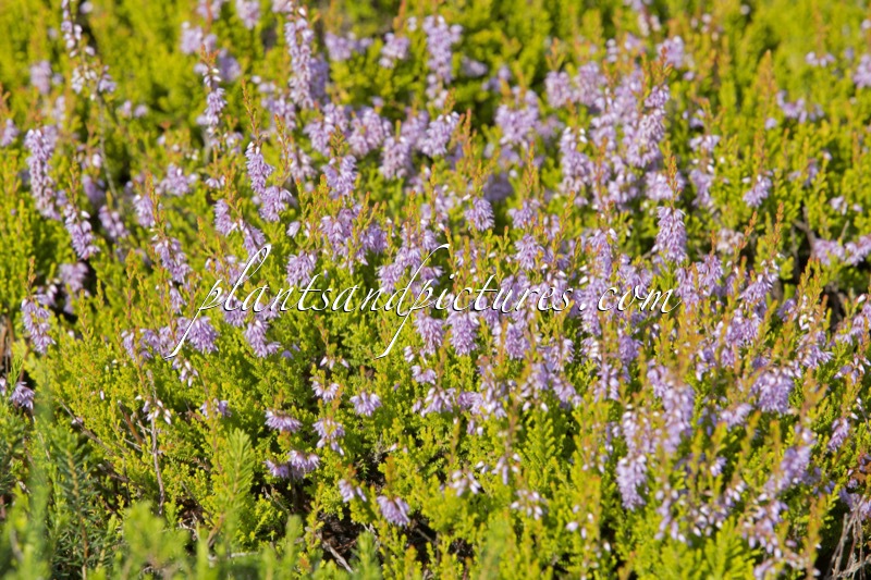 Calluna vulgaris ‘Cuprea’