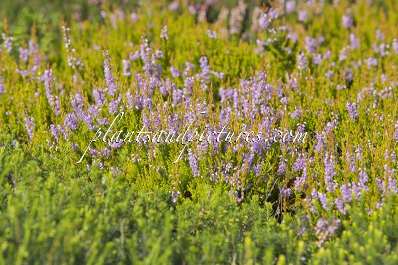 Calluna vulgaris ‘Cuprea’
