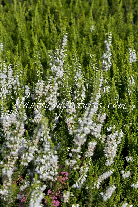 Calluna vulgaris ‘Spring Cream’