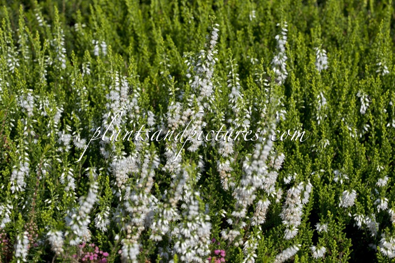 Calluna vulgaris ‘Spring Cream’