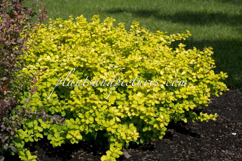 Berberis thunbergii ‘Golden Carpet’