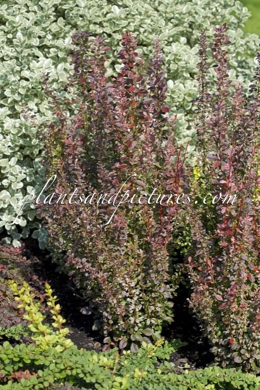 Berberis thunbergii ‘Rosy Rocket’