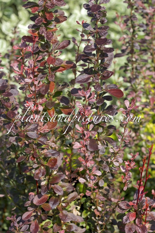 Berberis thunbergii ‘Rosy Rocket’