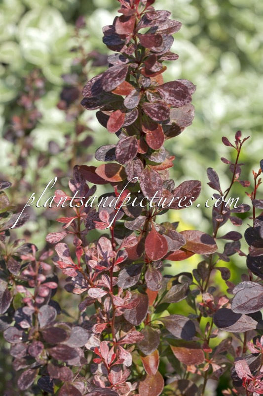 Berberis thunbergii ‘Rosy Rocket’
