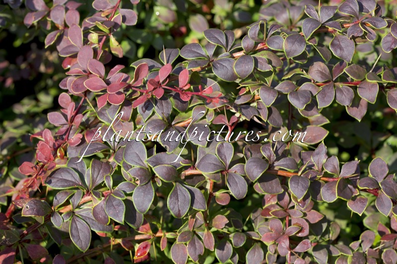 Berberis thunbergii ‘Coronita’