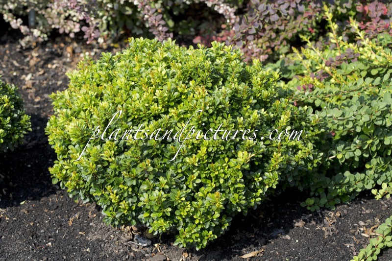 Berberis thunbergii ‘Kobold’