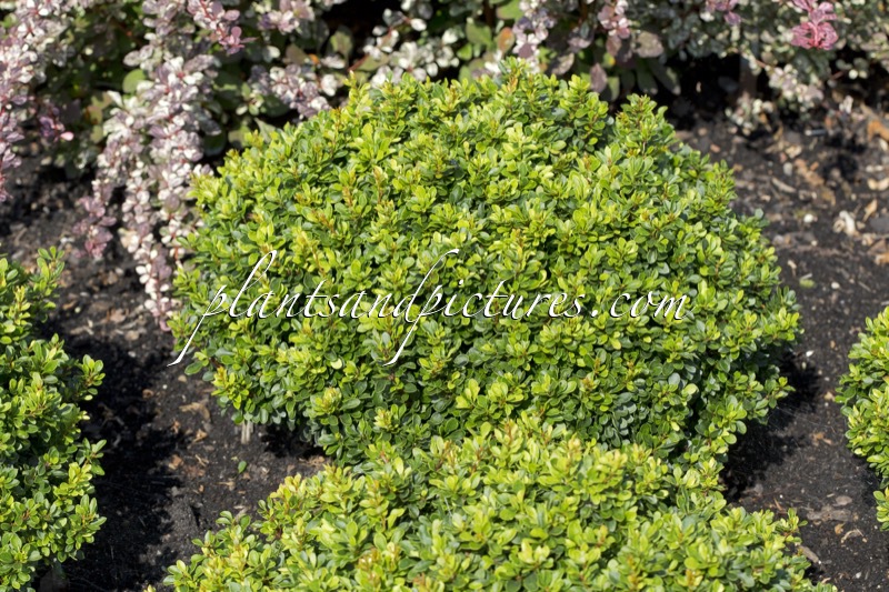 Berberis thunbergii ‘Kobold’