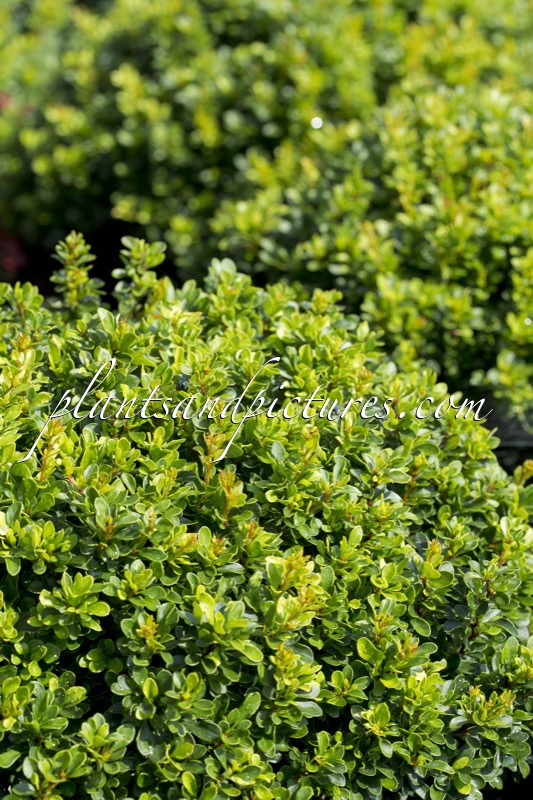 Berberis thunbergii ‘Kobold’