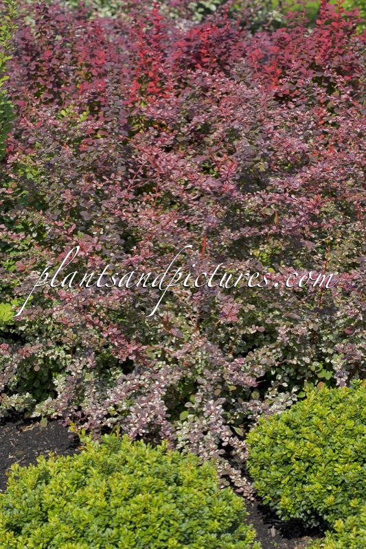 Berberis thunbergii ‘Harlequin’