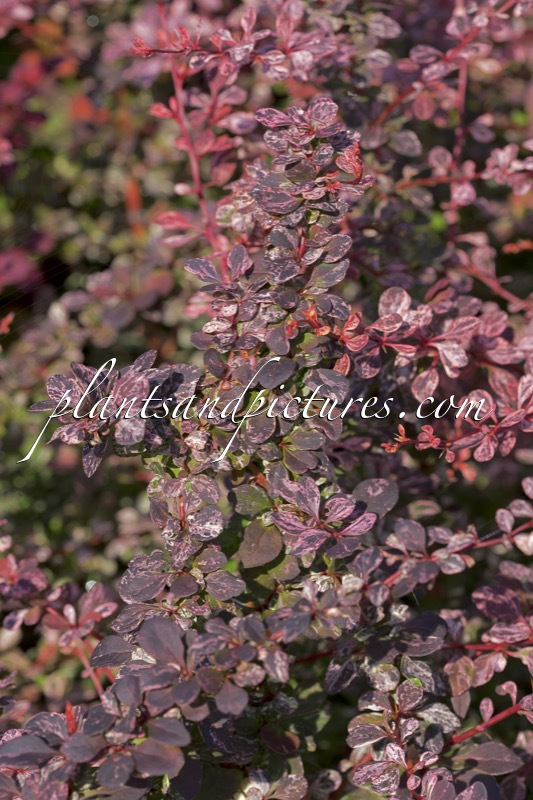 Berberis thunbergii ‘Harlequin’