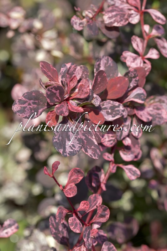 Berberis thunbergii ‘Harlequin’