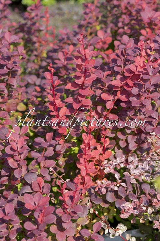 Berberis thunbergii ‘Orange Rocket’