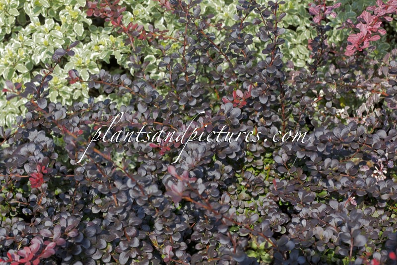 Berberis thunbergii ‘Dart’s Red Lady’
