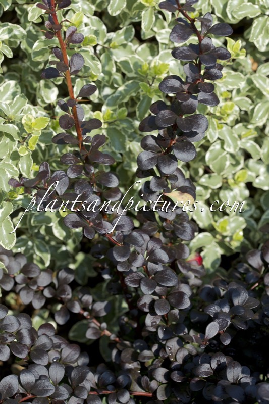 Berberis thunbergii ‘Dart’s Red Lady’