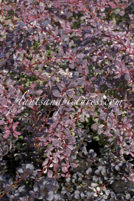Berberis thunbergii ‘Rose Glow’