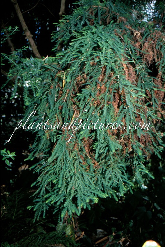 Taxodiomeria peizhongii