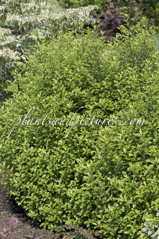 Pittosporum tenuifolium