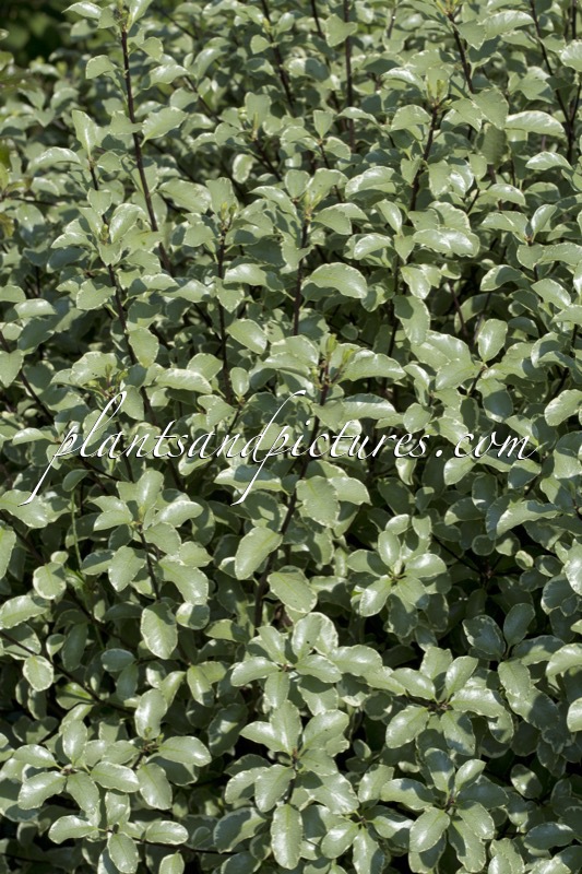 Pittosporum tenuifolium ‘Silver Queen’