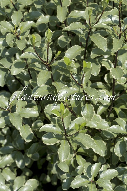 Pittosporum tenuifolium ‘Silver Queen’