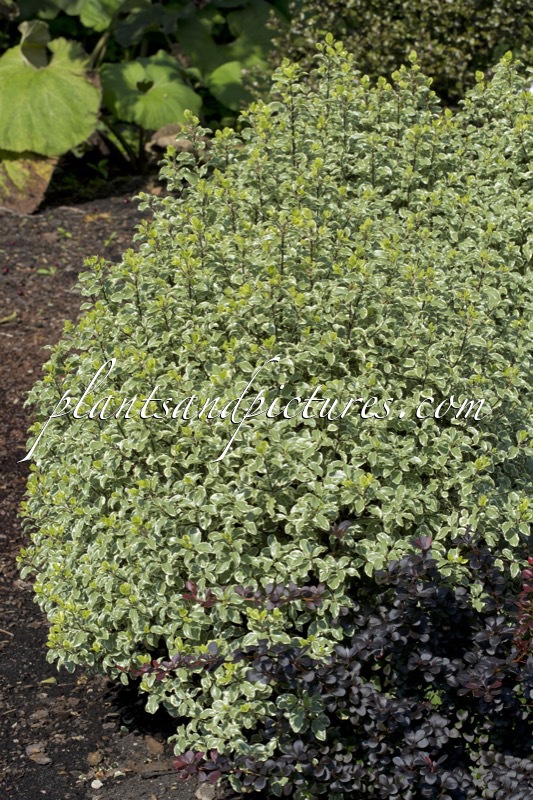 Pittosporum tenuifolium ‘Variegatum’