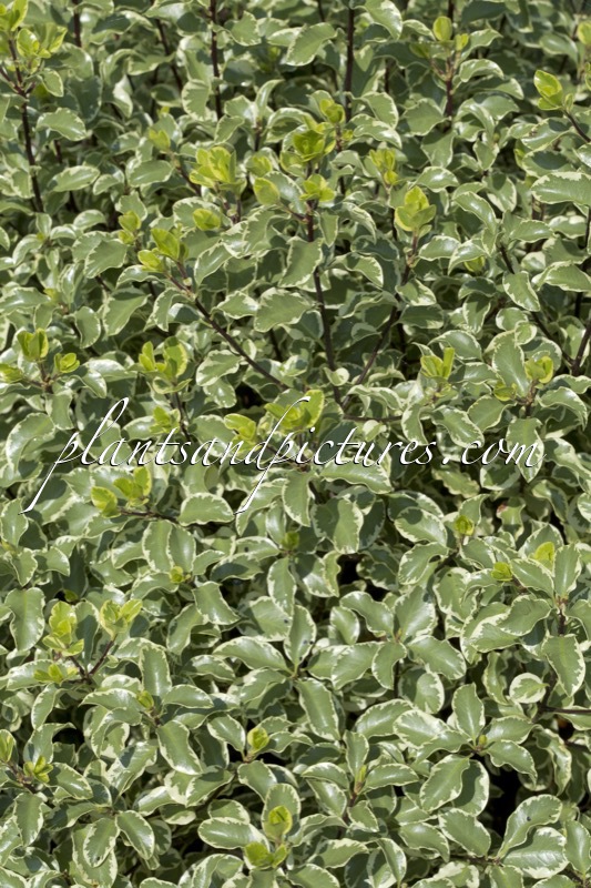 Pittosporum tenuifolium ‘Variegatum’