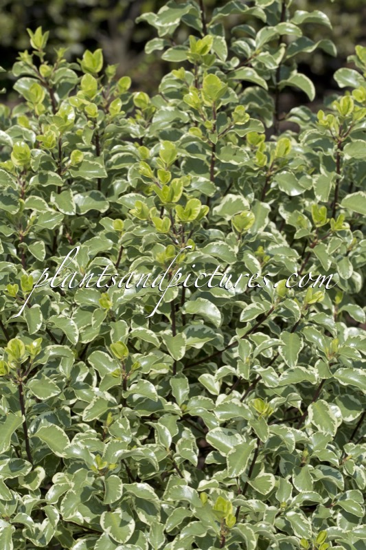 Pittosporum tenuifolium ‘Variegatum’
