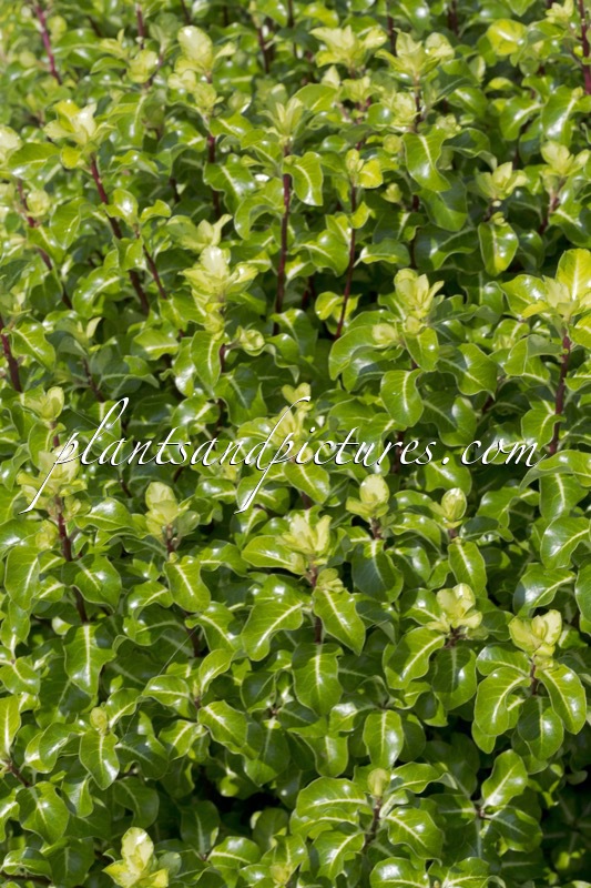 Pittosporum tenuifolium ‘Gold Star’