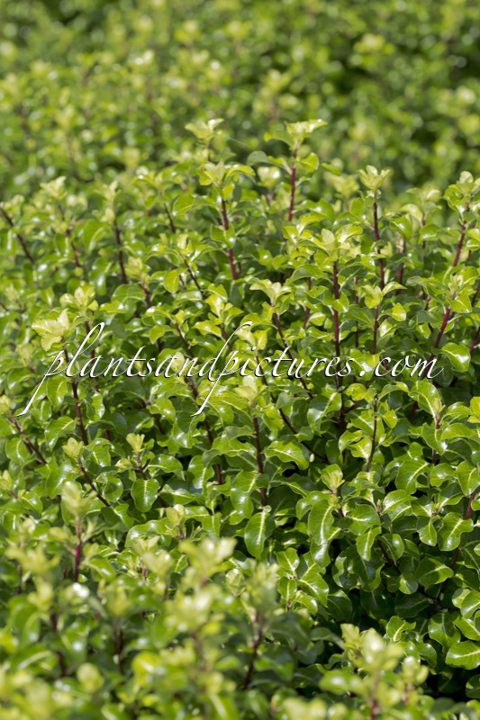 Pittosporum tenuifolium ‘Gold Star’