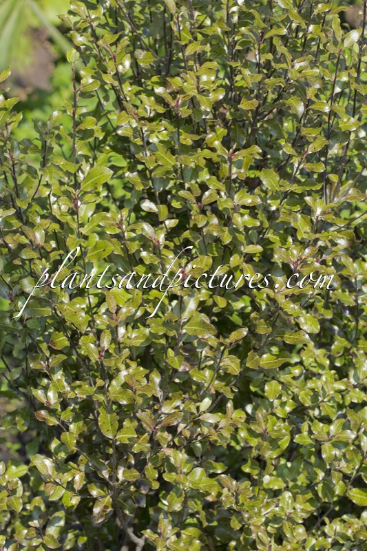 Pittosporum tenuifolium ‘Purpureum’