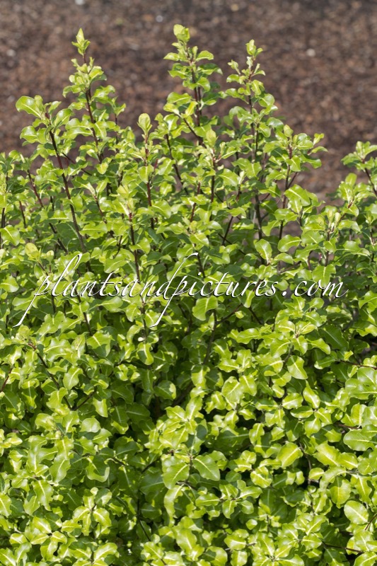 Pittosporum tenuifolium ‘Abbotsbury Gold’