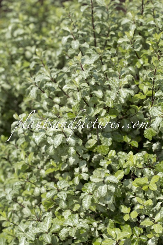 Pittosporum tenuifolium ‘Irene Paterson’